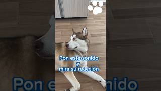 Pon este sonido para ver su reacción 🐾 perritos [upl. by Boelter375]