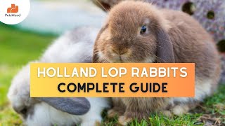 Holland Lop Rabbits 101 History Size Care Cost  Rabbit Breeds  Petsmond [upl. by Akceber]