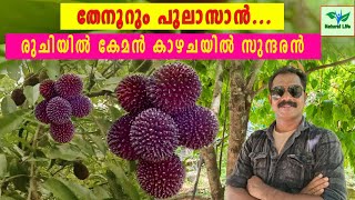 Pulasan Fruit  തേനൂറും പുലാസാൻരുചിയിൽ കേമൻ കാഴചയിൽ സുന്ദരൻ  pulasanfruit [upl. by Diad45]