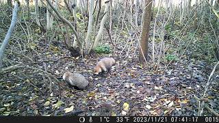 Pair of Japanese Raccoon Dogs Intrude the Overwintering Den of Japanese Badger in Late Autumn [upl. by Alpert]