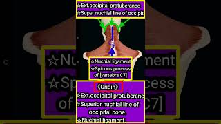 《Trapezius muscleCevicle part1 origin Insertionblood supinnervationamplive actiontrapeziuorigin [upl. by Callean]