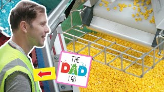 LEGO Factory Tour in Billund Denmark with TheDadLab  Inside the story of how LEGO is made [upl. by Regdor37]