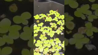 Guppy fish breeding time😘😘guppyfish mollyfish petvlog petfish shorts ytshorts trandning [upl. by Dorn]