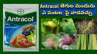 Antracol fungicide use in telugu  Propineb 75 Wp  Bayer antracol price [upl. by Higginbotham]