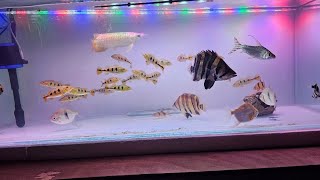 Exotic Aquarium Fish For Sale [upl. by Jany]