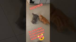 sabse sasta parsian cat 💥💥 for sale in Mumbai shorts viral trending ytshorts tsong cutedance [upl. by Cochran111]