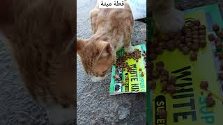 قطط الشوارع🐈 street cat [upl. by Ellenwahs]