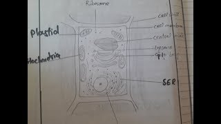 How To Draw Plant Cell Label Diagram  Plant Cell Unique Properties [upl. by Rugg]