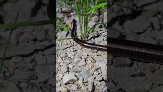 Wąż Eskulapa czy padalec 🐍 Aesculapian snake or slow worm🐍 😲 [upl. by Bengt]