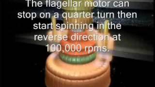 The Flagellar Motor  By Design or By Chancewmv [upl. by Ojok186]