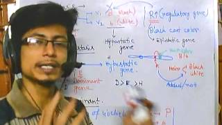 Genetics part 7 epistasis dominant recessive double dominant etc [upl. by Ahtanaram910]