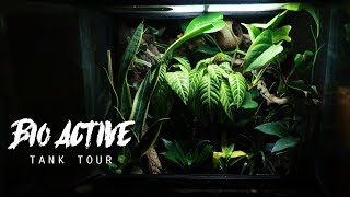 Crested Gecko Natural Tank Tour [upl. by Lacefield]