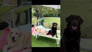 Sanità mentale 😉 canidivertenti labrador dog pets mentepositiva [upl. by Ahseryt]