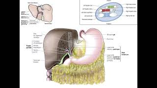 Exploration de l’anatomie du foie [upl. by Eentrok]