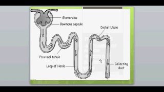 DIURETICS 1FUROSEMIDE [upl. by Aioj]