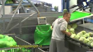 Automatisch kool sorteren met kisten kantelaar weegband sorteer en kisten vulmachine [upl. by Green]