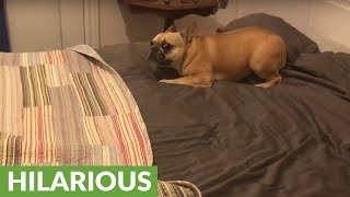 French Bulldog has intense case of the zoomies [upl. by Dahaf]