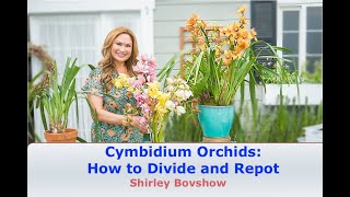 Cymbidium Orchid Care HOW and WHEN to Divide and Repot Cymbidiums 😀 Shirley Bovshow [upl. by Rodgers]