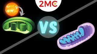 Mitochondria vs Chloroplast  3 major differences and 2 similarities [upl. by Berke267]