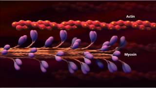 3 Muscle contraction detail Concept Cell Biology [upl. by Attennhoj]