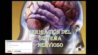 Irrigacion del sistema nervioso [upl. by Isdnil]