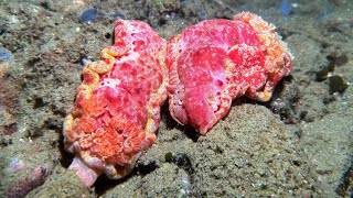 Spanish dancer nudibranch mating in Ambon  Indonesia  September 2024 4K60fps [upl. by Pernas]