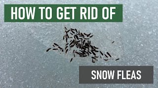 How to Get Rid of Snow Fleas 4 Easy Steps [upl. by Lothario]