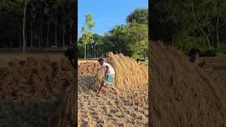 Two people beside a dry paddy plant [upl. by Patton]