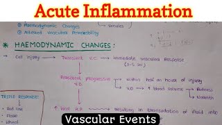 Acute Inflammation 14  Vascular Events [upl. by Aitel29]