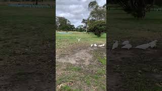 Sulphur crested cockatoo flying in slomotion part 6 [upl. by Leffert196]