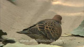 Turtle Dove or Streptopelia orientalis [upl. by Salome872]