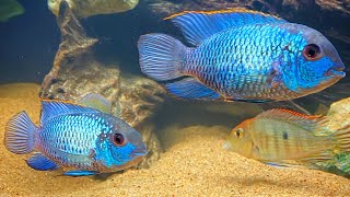 Electric Blue Acara  Complete Care amp Breeding Guide [upl. by Ardys]