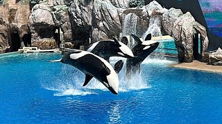 SeaWorld San Diego  OrcasKiller Whales Dolphins amp More [upl. by Baptiste]