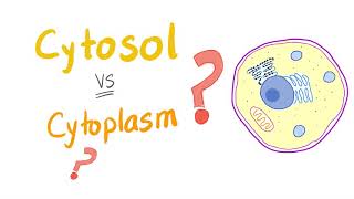 Cytosol vs cytoplasm  What’s The Difference [upl. by Augie]