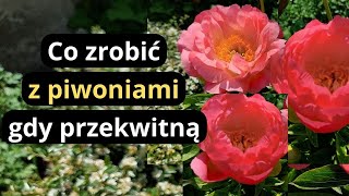 PIWONIE  zrób koniecznie teraz te zabiegi a piwonie odwdzięczą się bujnym kwitnieniem na wiosnę [upl. by Ardnuhsed]