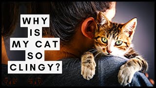 Why is My Cat so Clingy A Guide to Overly Needy Cats [upl. by Aizitel722]