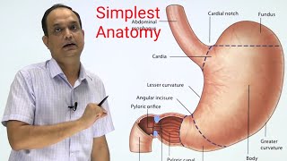 STOMACHANATOMY Part 1 [upl. by Ahsiek761]