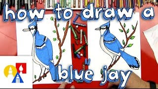 How To Draw A Blue Jay [upl. by Adamik832]