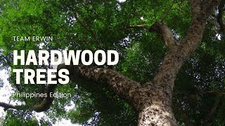 10 Hardwood Trees in the Philippines [upl. by Netfa]