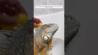 reptiles werescueanimal animals animalrescue iguana voicelessanimals lizard beardeddragon [upl. by Natam]