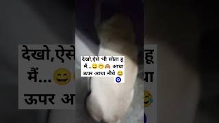 खतरनाक 😂🙈🧿 doglovers dog trending shorts [upl. by Bradan]