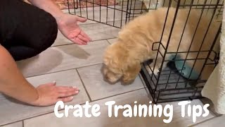 Puppy Crate Training 101  Goldendoodle Schnoodle Cockapoo Breeder [upl. by Yttig]