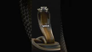 Inland Taipan The Worlds Most Venomous Snake animalbehavior wildlife animals worldsnake [upl. by Laverne605]