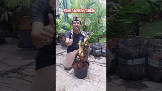 BONSAI KELAPA UNIK GIMBAL bonsaikelapaunik bonsaikelapa DAPURSENIIBNUSINA [upl. by Lienad]