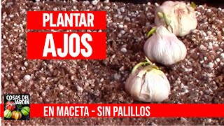 Cultiva ajos en casa sin parar en macetas mejor que hidropónico CULTIVO DE AJOS [upl. by Aihsoj798]