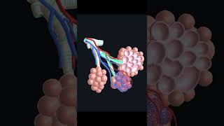 Breathe Easy Lung Anatomy [upl. by Phelips]