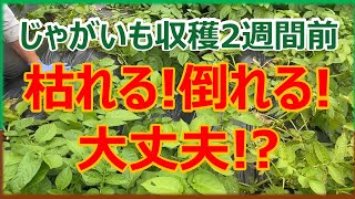 【じゃがいも栽培】収穫2週間前 枯れる倒れる大丈夫⁉︎ [upl. by Nylavad]