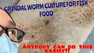 So easy Grindal worm culture aquarium aquariumhobby grindalworms livefoodforfish fishbreeding [upl. by Sandry]