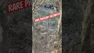 RARE Pheasant encounter while BOWHUNTING Missouri wildlife hunting [upl. by Scibert]