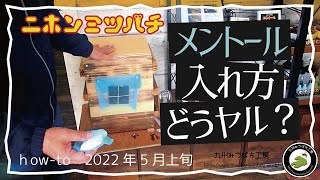 春に分蜂群が入居したらやるべき事【アカリンダニ対策】「メントールの入れ方」日本みつばちの養蜂 How to Beekeeping [upl. by Eirhtug]